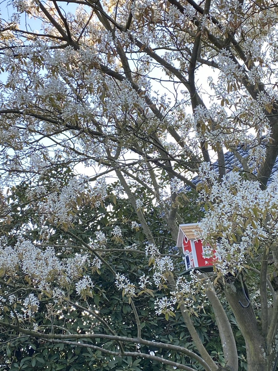 We have a new birdie🦜 house ❤️! I hope it’s not too late for nesting …