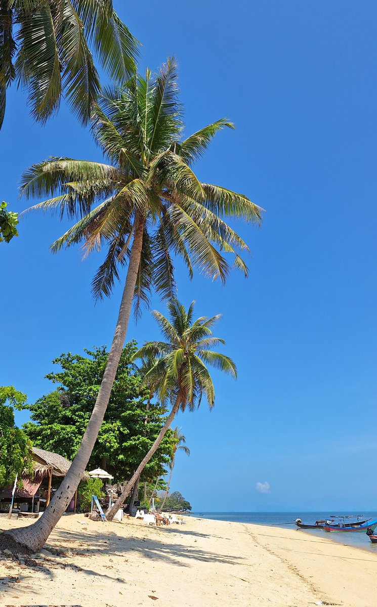 🌺Lost in paradise💜🍀🥰🌴🐒🐾💕
#loveandlight #islandvibes #blessed #gratefulheart #barefoot #palmtree #vitaminsea #beachtherapy #samui #kohsamui #samuiisland #thailand #Thailand2024 #Lonelyplanetthailand