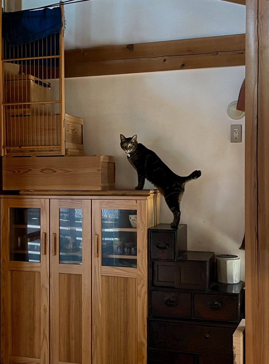 almost :3 year old. his body has grown bigger and his tail has also gotten a bit longer.