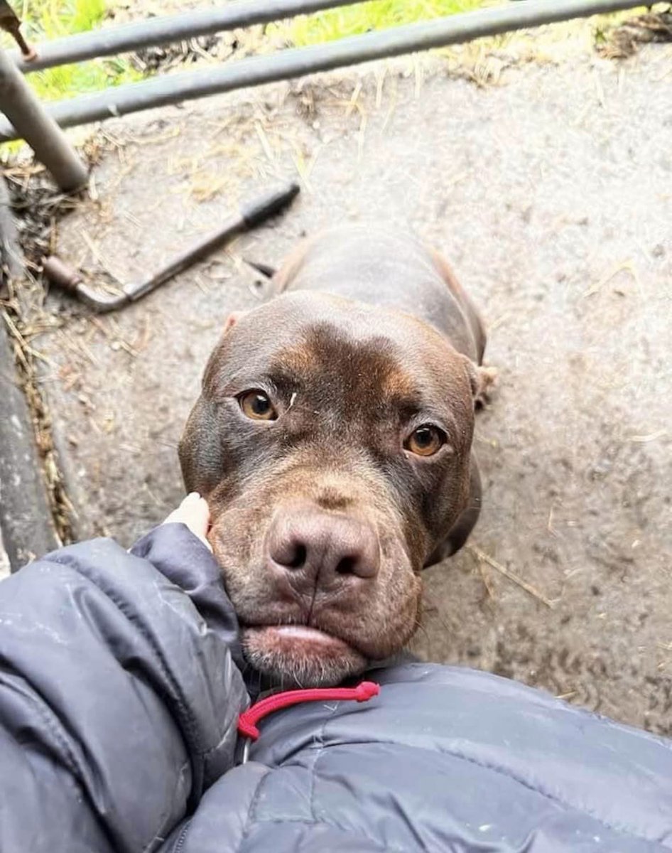 Please retweet to help Bubbles find a home #CARMARTHENSHIRE #WALES #UK 
’Im sure you all remember Bubbles who came to us a while ago. This beautiful standard Bullie girl (she is not an xl Bullie she’s much smaller) was imported from Romania to be used for breeding, that in itself