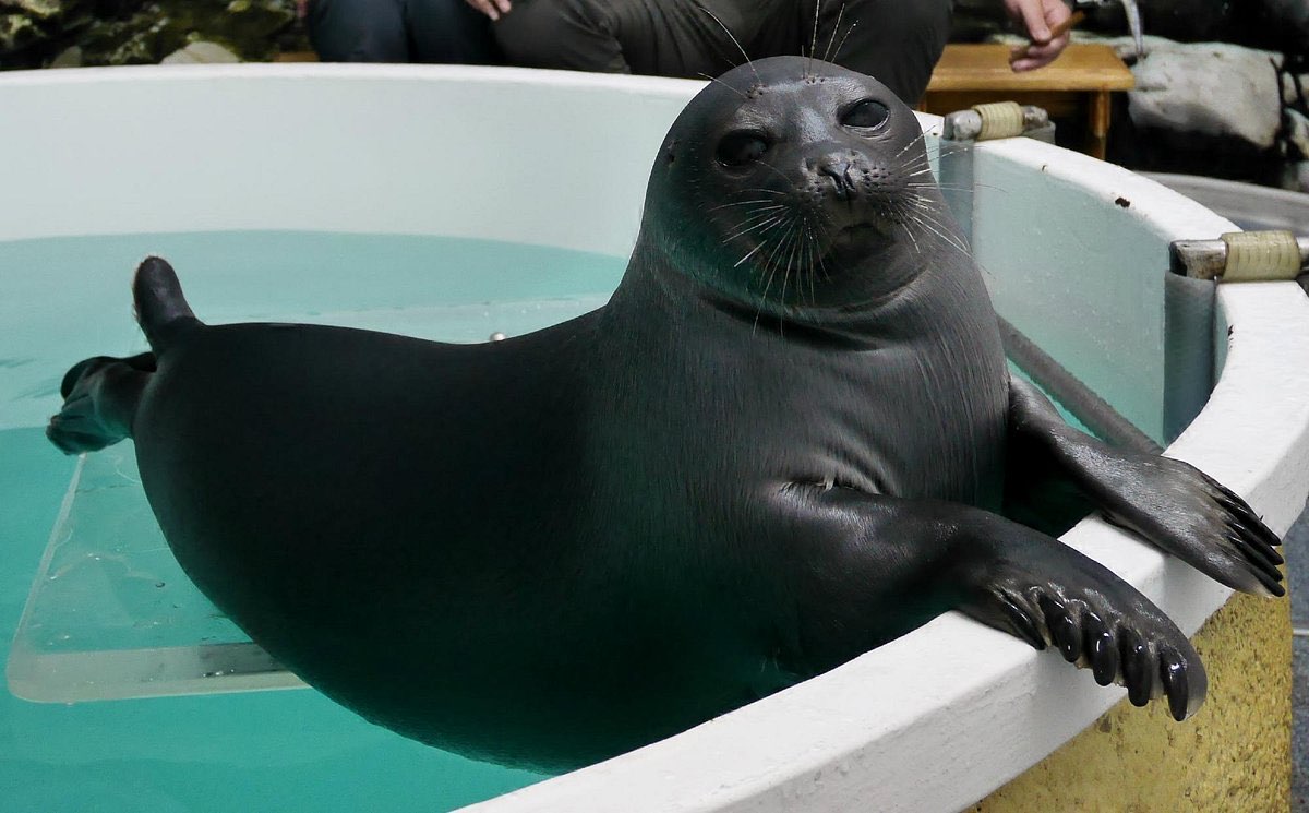 Whenever I'm anxious I play a slideshow of seals in my mind and it works wonders..