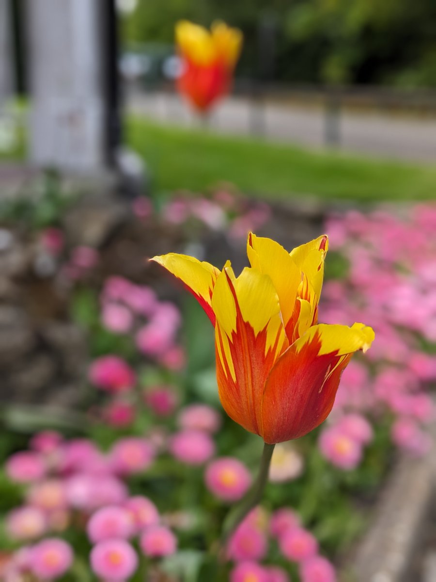 I took out the 4-year old Pixel 5 yesterday to take some photos. It can still take beautiful photos 🔥🔥🔥
As beautiful as fire, as jealous as yellow. Spring in London

#pixel5 #pixelphotos #pixelphotography 
#tulip #tulipfireworks 
#kelseyparkbeckenham