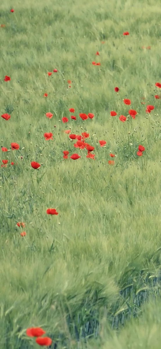 🌹🌹🌹🌹🌹

🌱🌱🌱🌱🌱