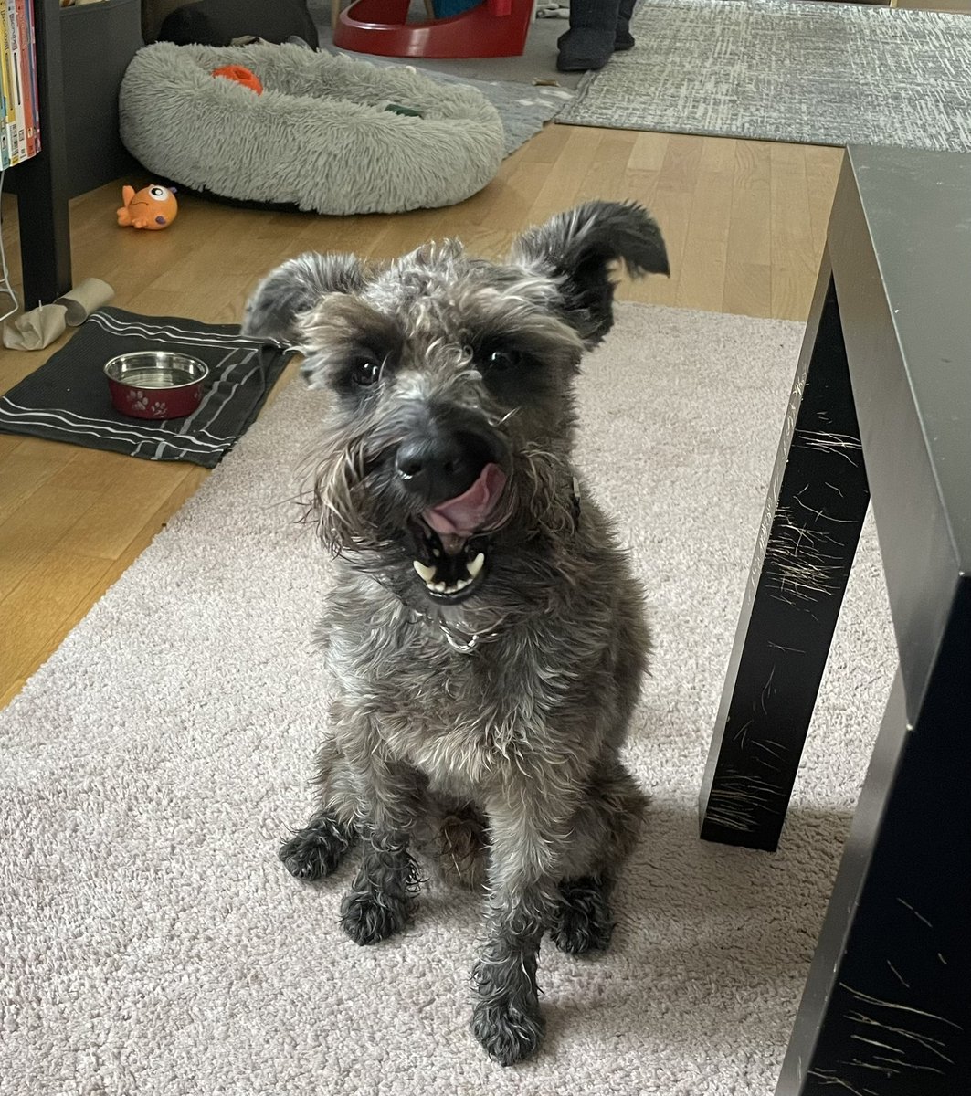 Today we do a #throwbackthursday to a #tongueouttuesday. Have a happy day, everypawdy! #schnauzergang #zshq #dogsoftwitter #schnauzers #minischnauzer #tot #tbt 🐾♥️