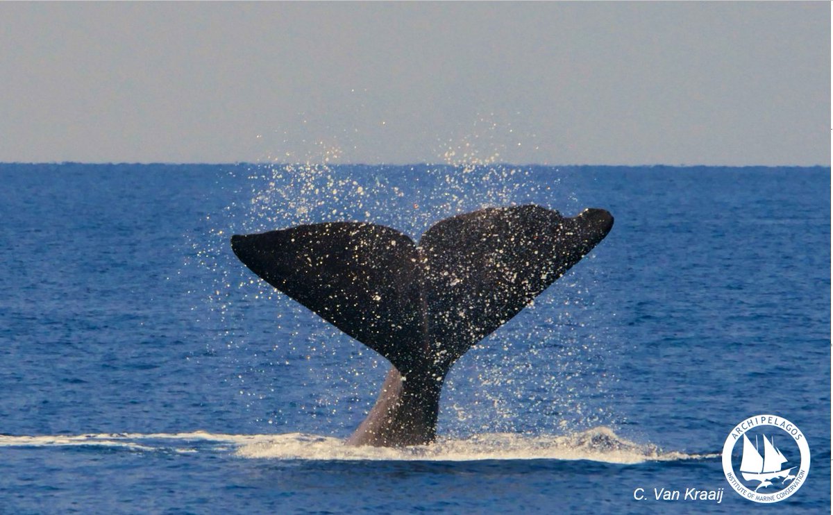 Archipelagos Institute of Marine Conservation tweet media