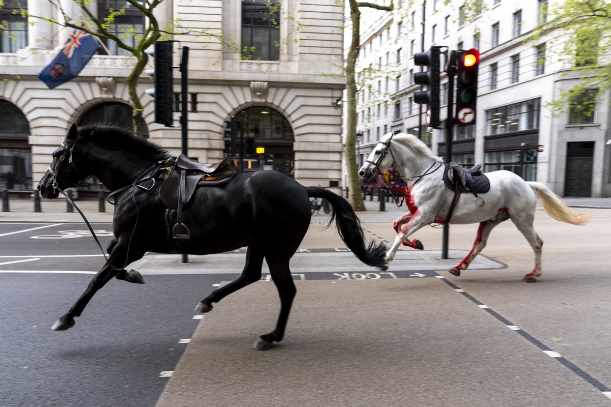 #CentralLondon was unexpectedly thrown into chaos as five horses, spooked by noise from a nearby building site, bolted through the city streets.🐎🎠
news.ayozat.com/story/unforese…