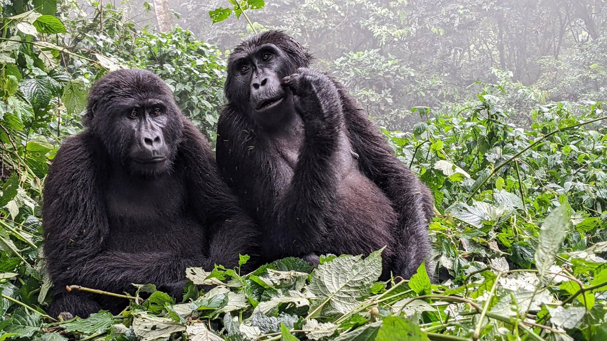 onesourceuganda's tweet photo. @JamesLucasIT Uganda, Eastern Africa. Bwindi impenetrable forest National park. Home to the world's largest number of remaining Gorillas. In addition to a big 5 wildlife safari https://t.co/beW33slisu