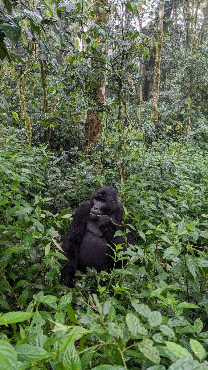 onesourceuganda's tweet photo. @JamesLucasIT Uganda, Eastern Africa. Bwindi impenetrable forest National park. Home to the world's largest number of remaining Gorillas. In addition to a big 5 wildlife safari https://t.co/beW33slisu