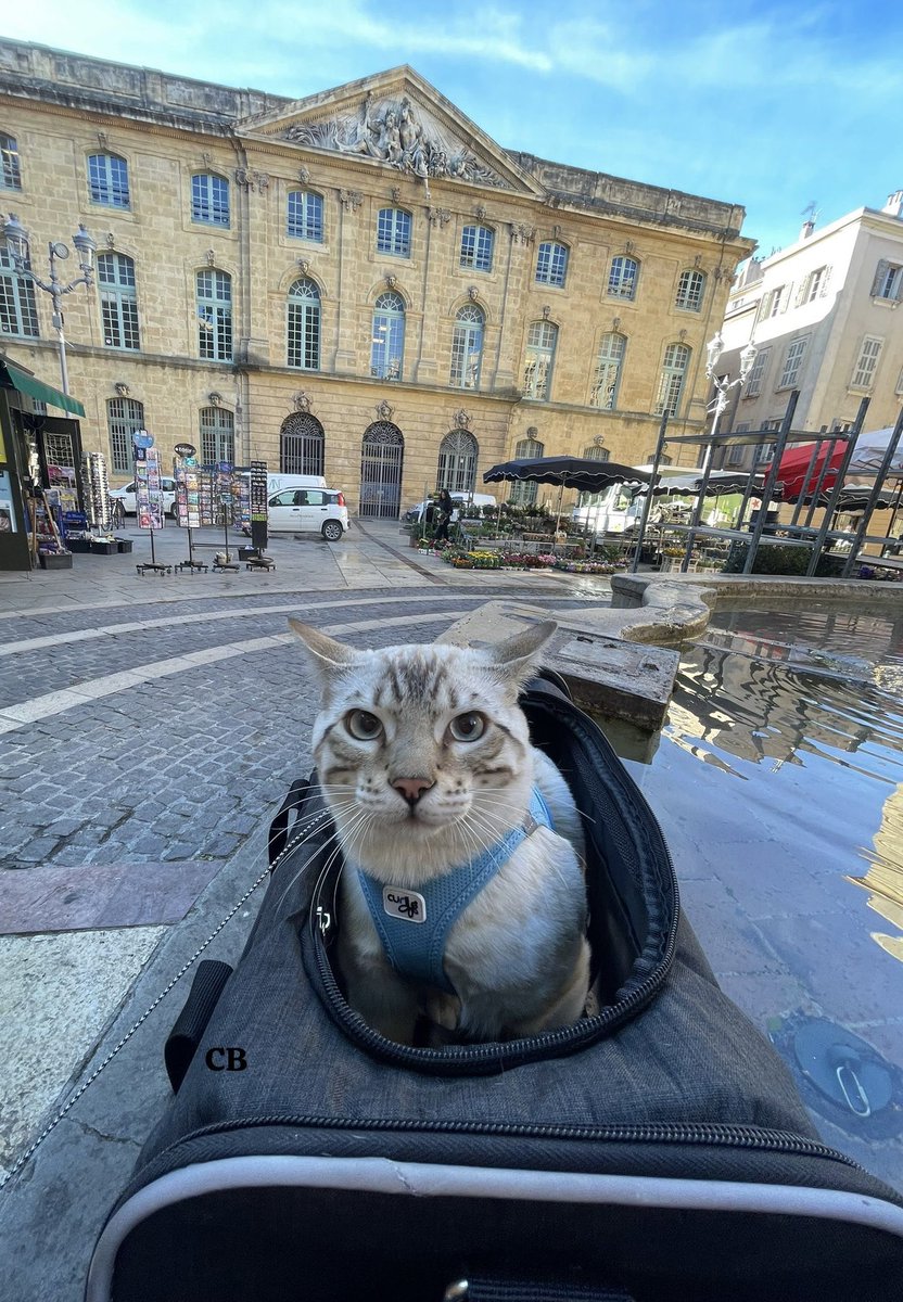 « Bon jeudi à tous …»🐾                                                                                            #Provence #CatsOnX #CatsLovers