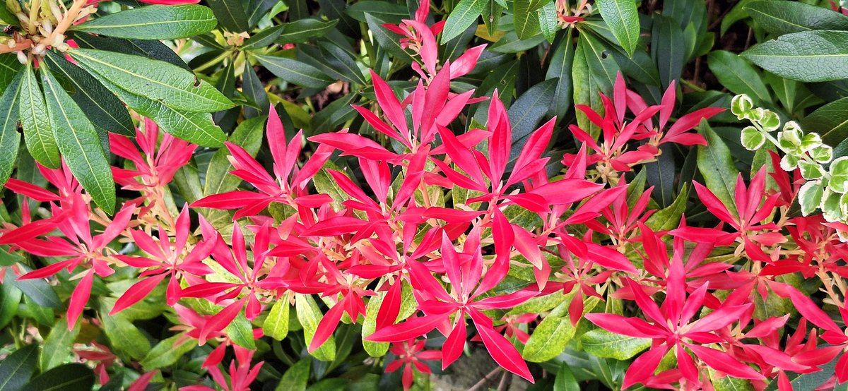 The pieris has brought an absolute blaze of colour this year. 😊❤️🌺 #spring #garden #gardening #flowers #plants #nature #red #bright #GardeningTwitter #TwitterNatureCommunity #happy #sunshine #NaturePhotography #NatureBeauty #beauty #peace #hope 🕊