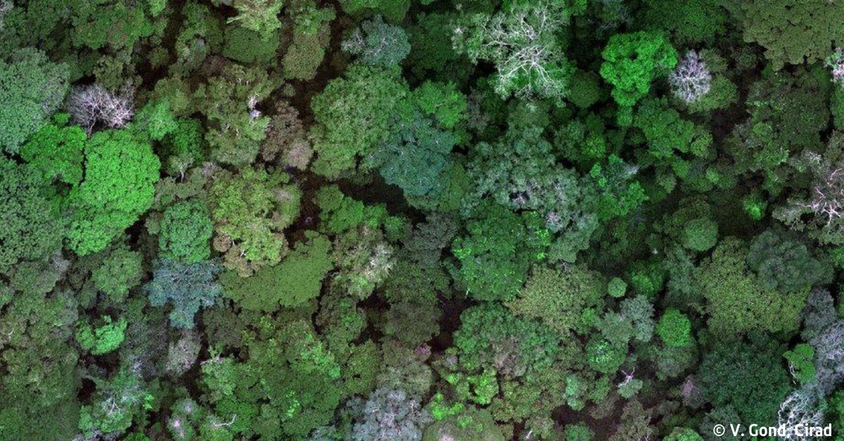The EU 🇪🇺 Joint Research Centre recently published an open-access global map of #forest cover. #CIRAD contributed to the map, which provides an explicit representation of forest presence to support the EU Regulation on #Deforestation-free Supply Chains. 👉 cirad.fr/en/cirad-news/…