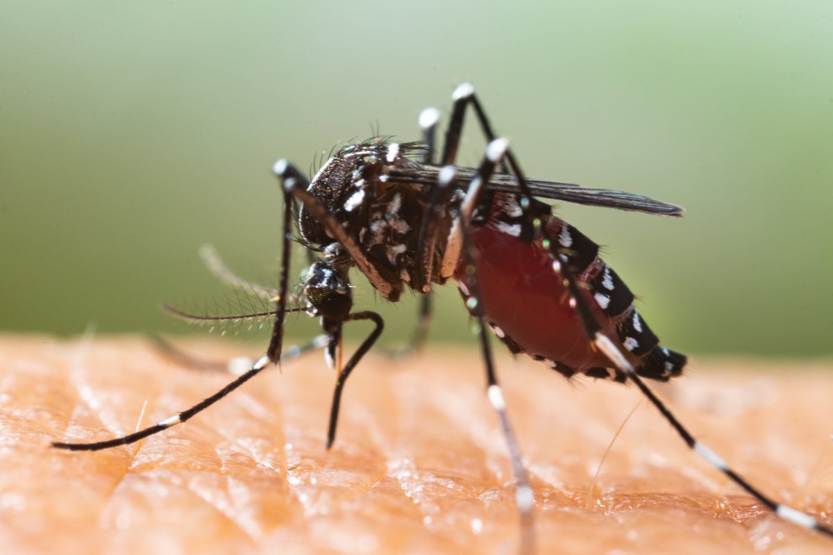 🦟 On #WorldMalariaDay explore John Palmer's research @UPFBarcelona on human-mosquito interaction. Using #citizenscience, he tracks #mosquito bites to enhance disease prevention strategies. Read more at @HorizonMagEU 👉 bit.ly/3AuNBMh