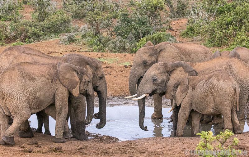 Addo Elephant National Park: everything you need to know buff.ly/4cNRkqh #addo #nationalparks #easterncape