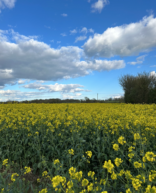 Kent is turning green again🌼 The sun is shinning, the flowers are starting to appear and mud is drying up. There is something so special about the Kent countryside. #whatsoninkent #visitkent #daysout #thingstodo #countrysidewalks #visitbritian #kent