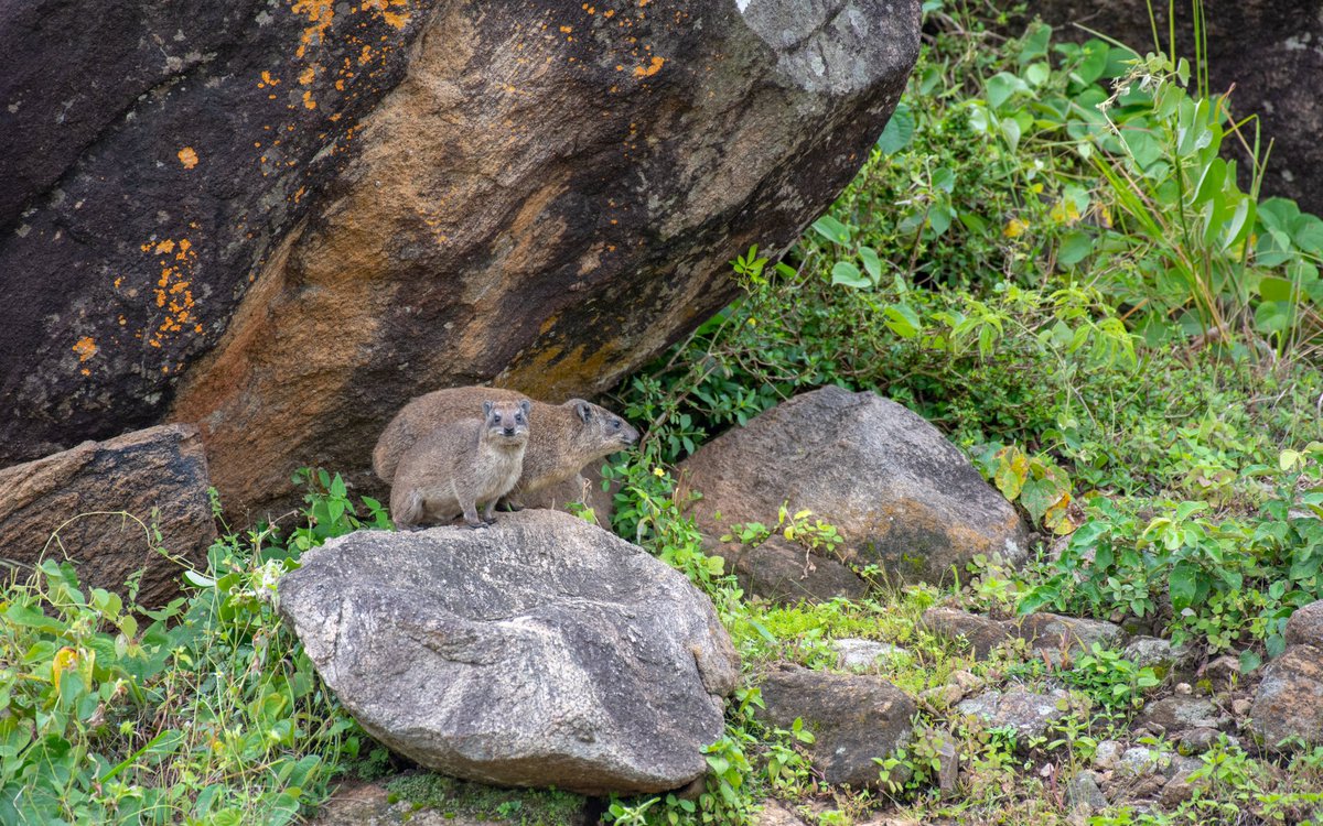 A typical day in the life of a Rock Hyrax begins with basking in the sun on kopjes & rock outcrops as seen here. They later move around to forage, constantly staying connected with each other. #DidYouKnow their closest living relatives are actually elephants 🐘 #KnowYourWildlife