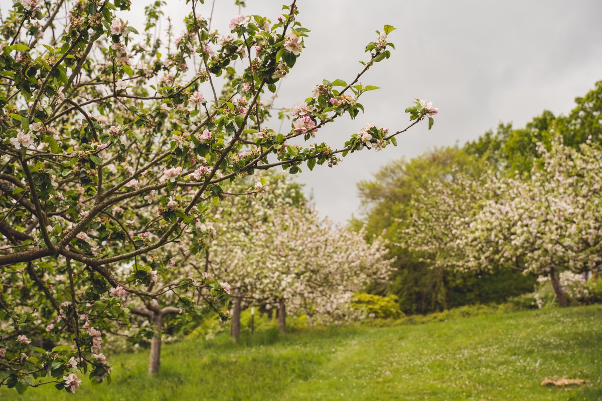 Now’s the time to help keep blossom trees blooming: brnw.ch/21wJ9yA Though their display of delicate petals can be fleeting, a donation to our Plant a Tree Appeal could help us ensure they flower for future generations to marvel. #BlossomWatch Photo: Kate York