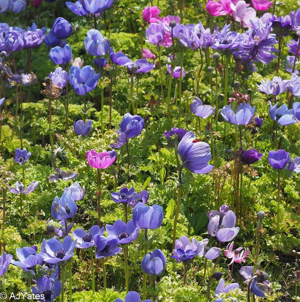 Triptych Thursday, a passion for capturing the fragility of the world around us. #photography #art #flowers #follow 🌻🌻🌻🌻🌻@The_RPS @fotospeed @sheclicksnet @the_RHS @carolklein