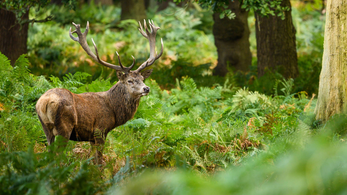 #DeerSpecies #RedDeer .🗺️ Habitat Adaptors: Red deer are now widely distributed throughout the British Isles with particular strongholds in the Scottish Highlands, the Lake District, the New Forest, and the east and southwest of England. #RedDeerThursday #BritishWildlife