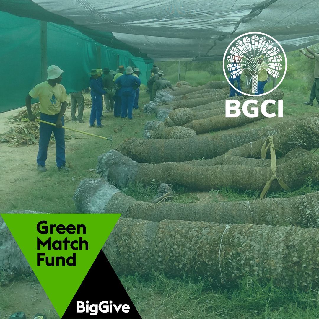 Today is the final day of our @BigGive Green Match Fund campaign to tackle the illegal plant trade! If you haven’t already donated, then today is the last day to have your donation matched for double the impact! buff.ly/3VDVM4F #KnowWhatYouGrow #PlantDefence