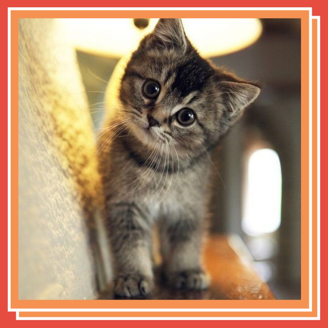 RookesPetProducts tweet media