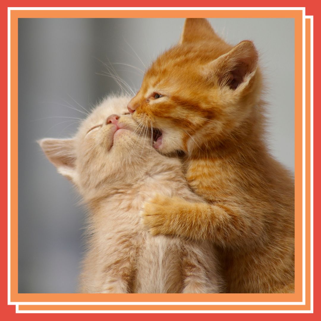 RookesPetProducts tweet media