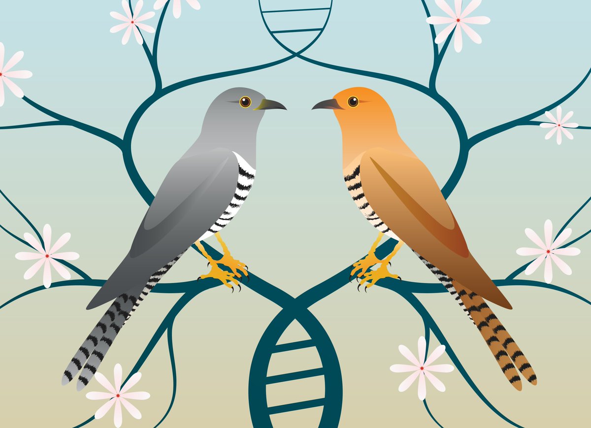 Female cuckoos have two color variants. This ancient polymorphism is encoded in specifically female DNA and maintained by maternal inheritance even across species boundaries, a new study by Jochen Wolf & Miguel Carneiro could show: bi.mpg.de/news/2024-04-w… @CIBIO_InBIO