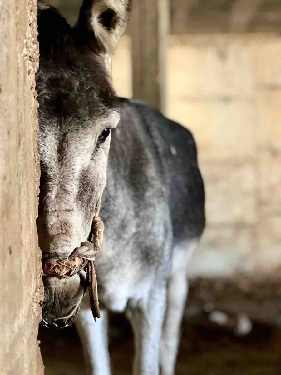👀 Empty eyes shouldn't tell a story 😪 💔 This working donkey deserves better. We provide FREE vet & farrier care & educate donkey owners. Can you help rewrite her future with a donation? It can make a world of difference; every bit counts 🙏 Thank you 👏ow.ly/nYMT50Rm3pw
