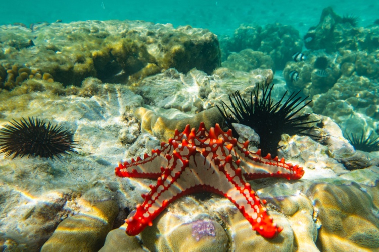 ⭐️🐠 What species of starfish is this? Test your knowledge with our new quiz! divemagazine.com/quizzes/quiz-s…