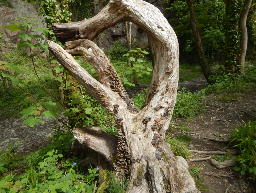 A natural sculpture at the old quarry #teifi #llandysul #cymru #natur #biodiversity