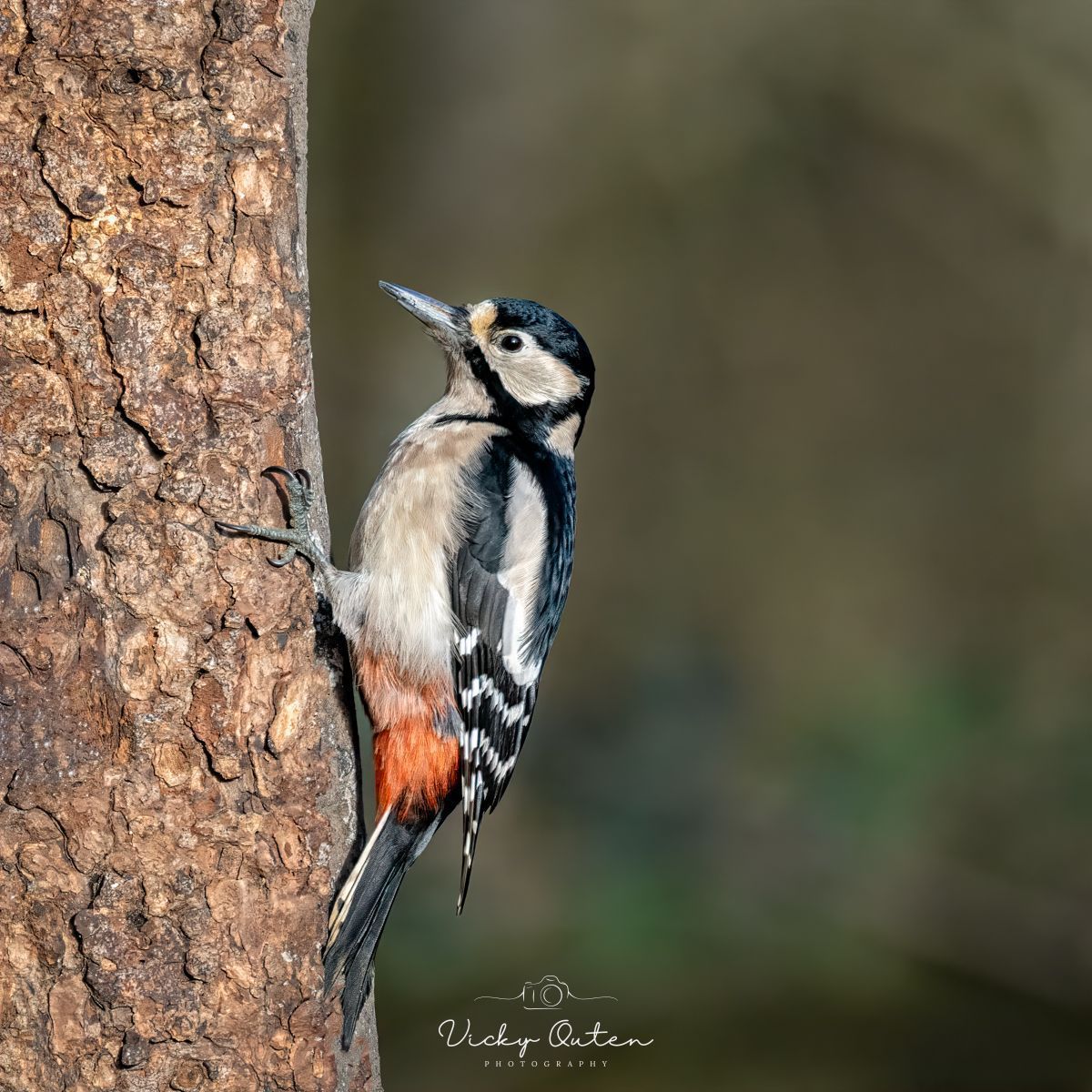 Great spotted woodpecker linktr.ee/vickyoutenphoto #wildlife #bbccountryfilemagpotd #photooftheday #BBCWildlifePOTD #BBCSpringwatch #wildlifeuk @ThePhotoHour @Team4Nature @Britnatureguide @NatureUK @wildlifemag #greatspottedwoodpecker