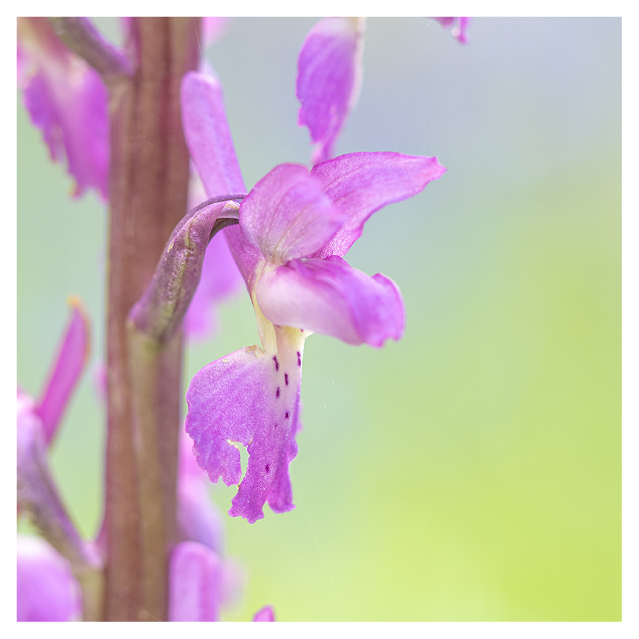 Early Purple Orchid, Orchis mascula, in the woods yesterday.