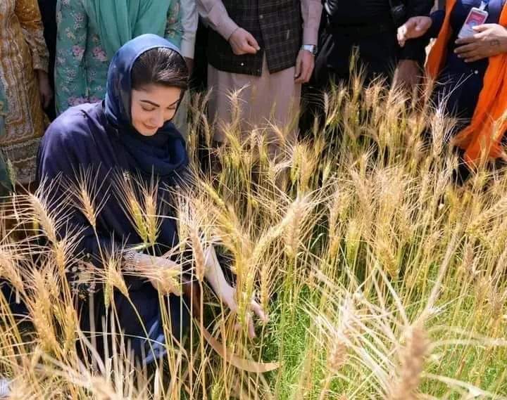 اووو بس کر نانی تمہارے ڈرامے دیکھ دیکھ کر اب تو آپ کو دیکھ نے سے بھی دل بھر گیا ہے  ۔