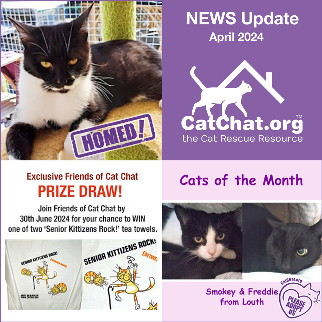 The Cat Chat April Update is out now! Catch up on all our latest news here: catchat.org/news-apr-2024

In this issue: • Happy Homings • Cats of the Month • Cat Chat Website Update • Friends of Cat Chat Prize Draw • Compulsory Microchipping Reminder

#AdoptDontShop #RescueCats