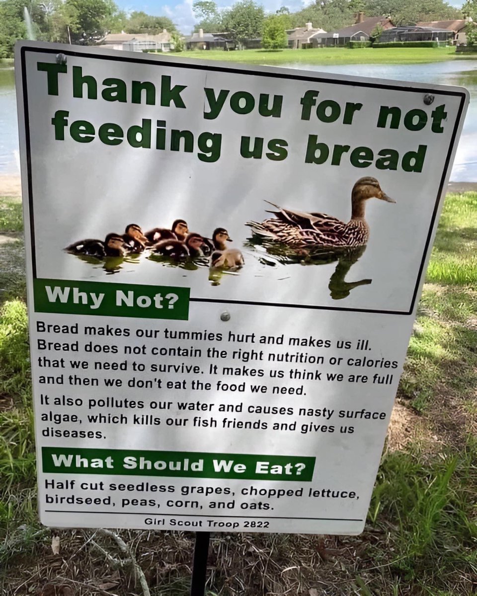 PLEASE DO NOT feed wildfowl and birds bread it KILLS them!! Please share xxx