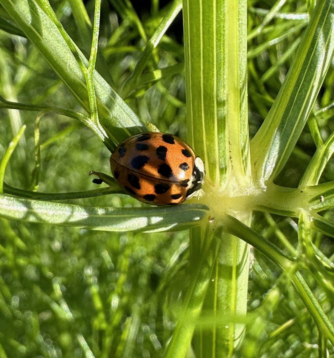 Hello little ladybird 🐞 on my fennel plant 🌿

#insectthursday #wildlife