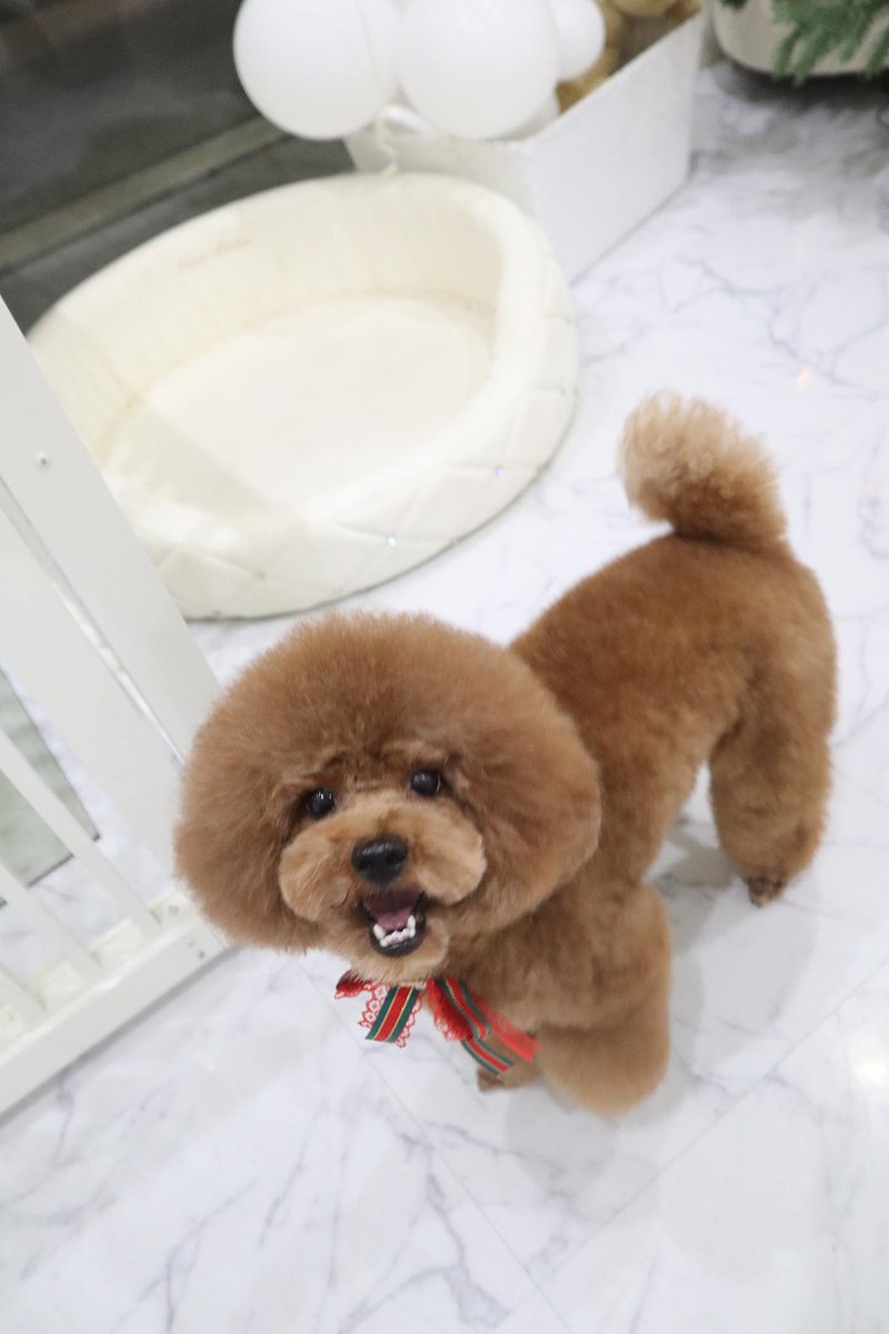 RIRU0227_'s tweet photo. 世界一可愛いトイプードル🐶 https://t.co/jfTbHojsXq