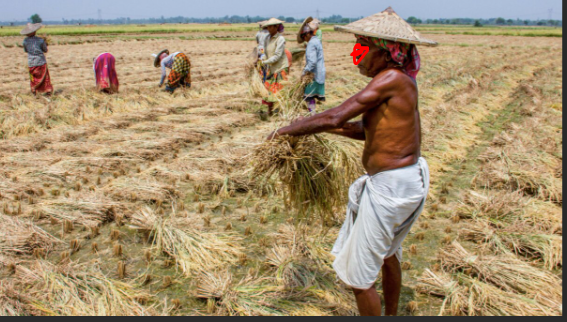 AC helmet should be arranged for the farmers in odisha by using solar energy!
#ACHelmet #Farmers #Odisha @krushibibhag @AgriGoI  @SecyChief @PradeepJenaIAS 
#JAJPURMLACandidateBiswanathDas