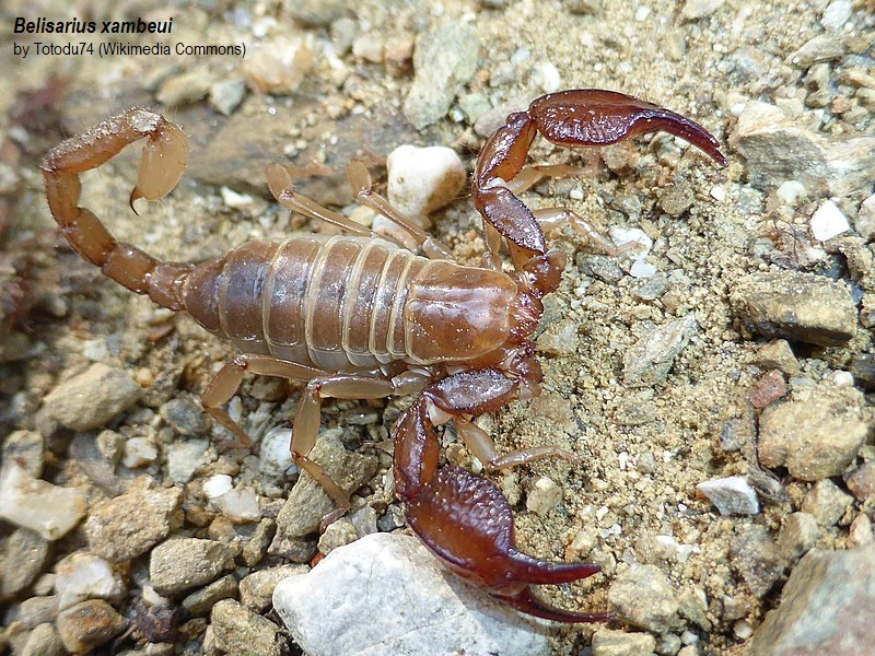 Ojos, para qué os quiero...

El escorpión ciego de los Pirineos (Belisarius xambeui) es una especie endémica del Pirineo oriental que carece completamente de órganos visuales. Este rasgo es el resultado de su adaptación a ambientes oscuros, como cuevas y grietas, donde reside.