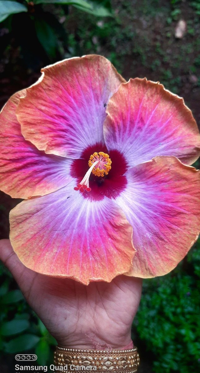 Pinky83996650's tweet photo. Flower photography
Share a #singleflower 🌻 https://t.co/ixC32OZbyw