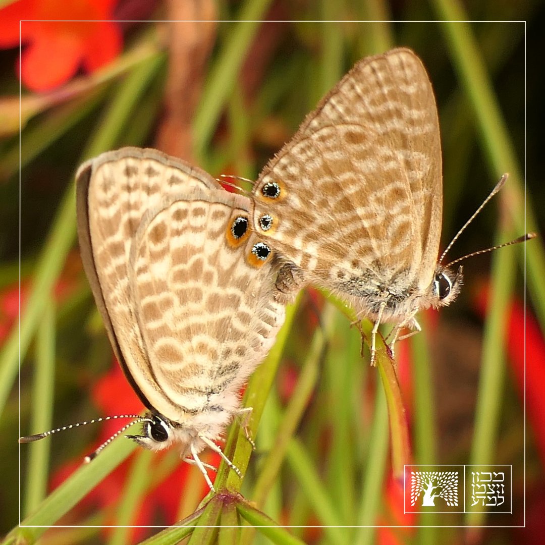 This week’s heat wave made us all forget that we are only at the beginning of spring. Fortunately, we have plenty of spring visitors on campus to remind us which season it is. One of these visitors is the Lampides boeticus, AKA Pea Blue, a common butterfly that has very