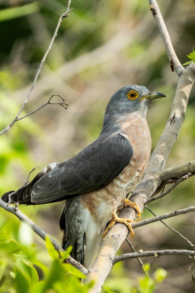 Common Hawk Cuckoo captured somewhere on the outskirts of Indore! Birding is becoming difficult with the mercury rising..& the city sure seems to be on fire ! #photography #ThePhotoHour #birdphotography #IndiAves #SonyAlpha #SonyA7iv #TwitterNaturePhotography #BBCWildlifePOTD