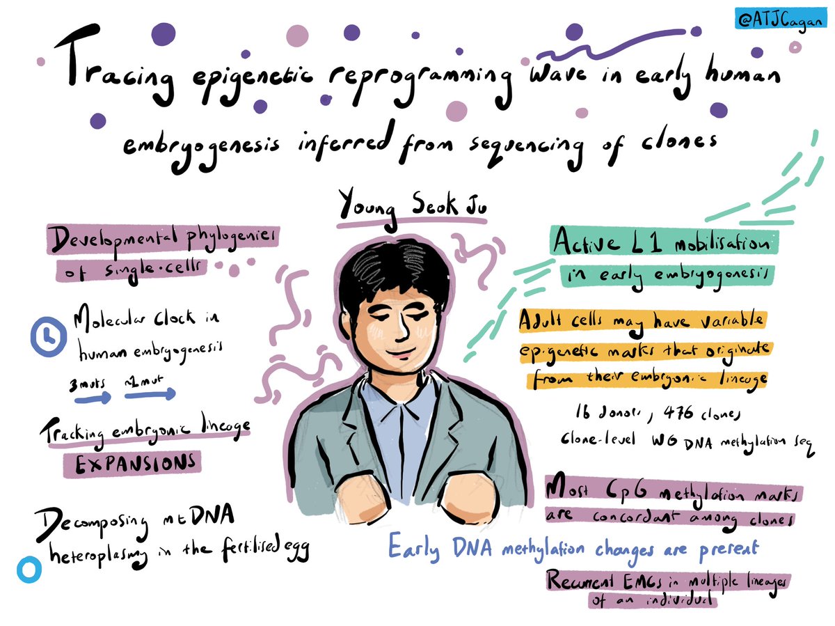 Young Seok Ju on epigenetic changes in early human development inferred from sequencing of clones #MITS24