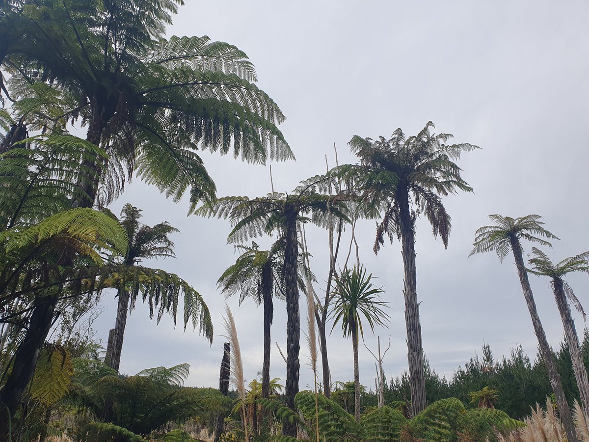EarpBronwyn's tweet photo. Trot around Riverhead Forest today
#OnlyFerns https://t.co/hGyFIhDsZM