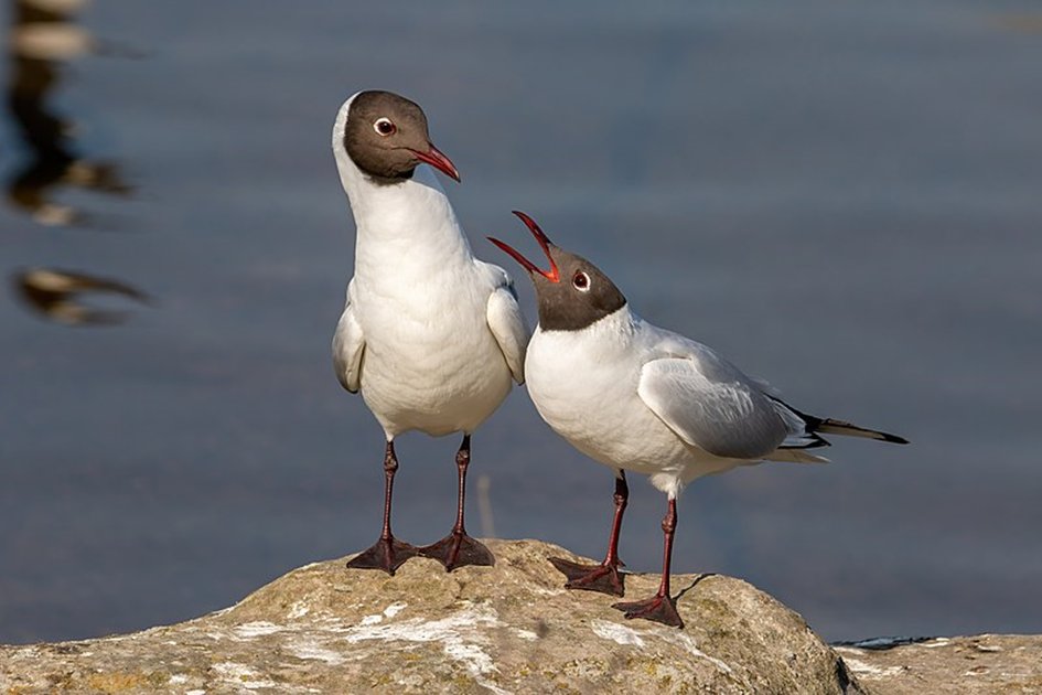 New paper in @HormBehav showing that the hormone Prolactin, is associated with proximity to incubating partner in gulls. Great collaboration with @univgroningen authors.elsevier.com/sd/article/S00… @CNRSecologie @CEBC_ChizeLab @UnivLaRochelle