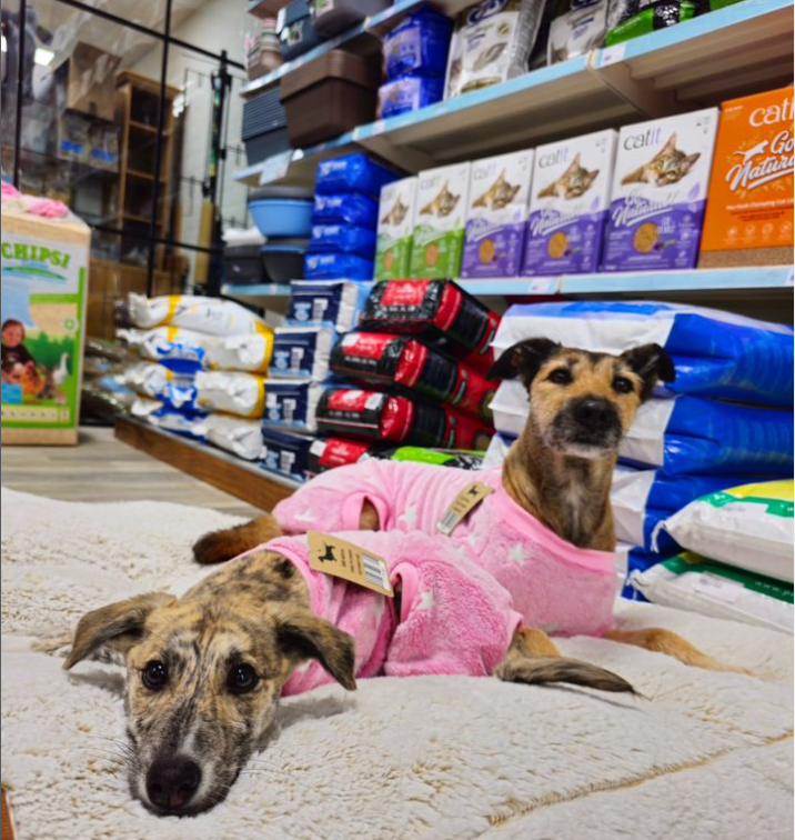 blackrockcentr's tweet image. Sleepover Club 🩷⭐

How cute are these new PJs from @petstopireland   Blackrock🩷⭐

They come in size XXS 30cm - XXL 60cm and they come in pink and blue! 💙 🩷

Pickle wears a 40cm and Ruby wears a 55cm

Bed - Pippa cushion from #petstop

#lovepets