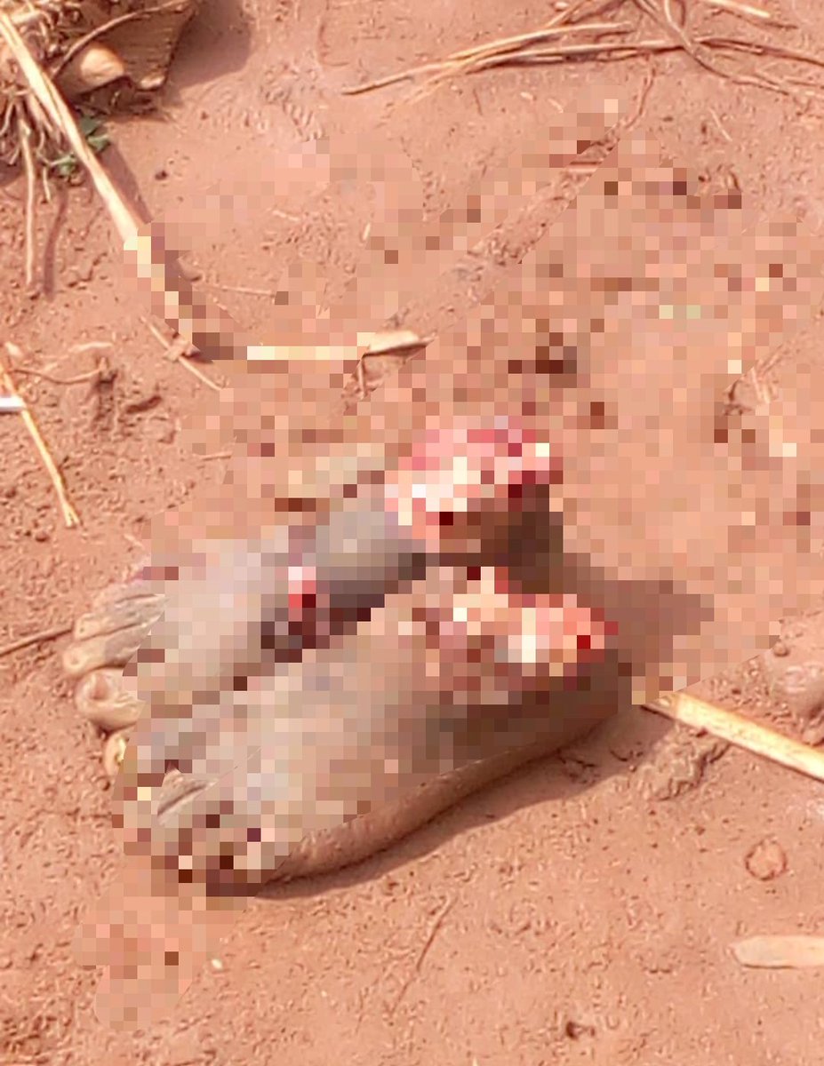 URDPC CODECO rejette les allégations selon les quelles, elle a lancé une attaque aujourd'8 à TCHE_Bahama Nord et demande à l'auteur de cette fausse alerte d'arrêter immédiatement de distraire les Ituriens, car elle (CODECO)est en pleine recherche d'une paix durable.