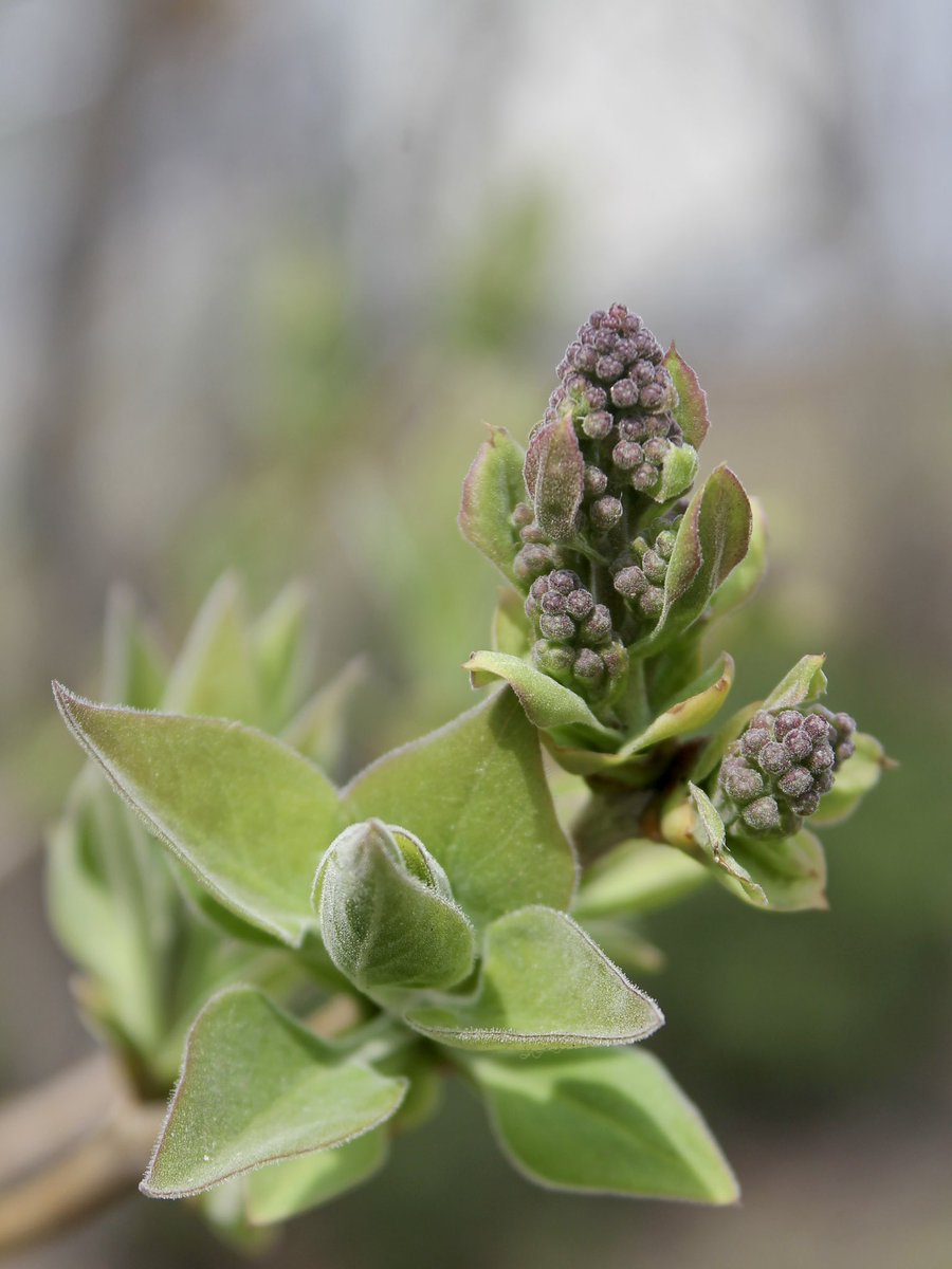 baby lilacs