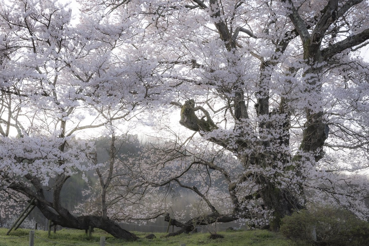 初めて撮影に行った塩ノ崎の大桜。 すっかりファンになってしまいました！ また来年も行けたらいいな🌸 #福島県 #tokyocameraclub