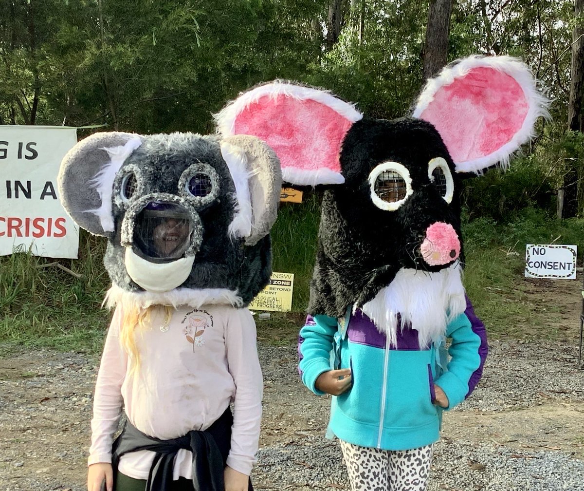 Our campaigner Doro Babeck has been visiting a community of forest defenders in Clouds Creek State Forest in NSW. This important 🐨 forest is within the proposed #GreatKoalaNationalPark, but is being logged by the NSW Government. @ChrisMinnsMP: #endnativeforestlogging now.