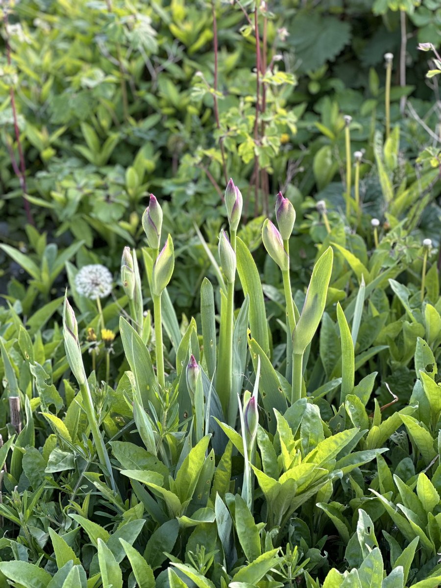 These irises at home were 4ft from the helianthus last year, think il have to edit this part of the garden! 🤣 I love them both is the trouble! #gardenplants #helianthus #growingtoowell #beardedirises #gardeninglife #irises #perennialsunflower #garden #wildgardening